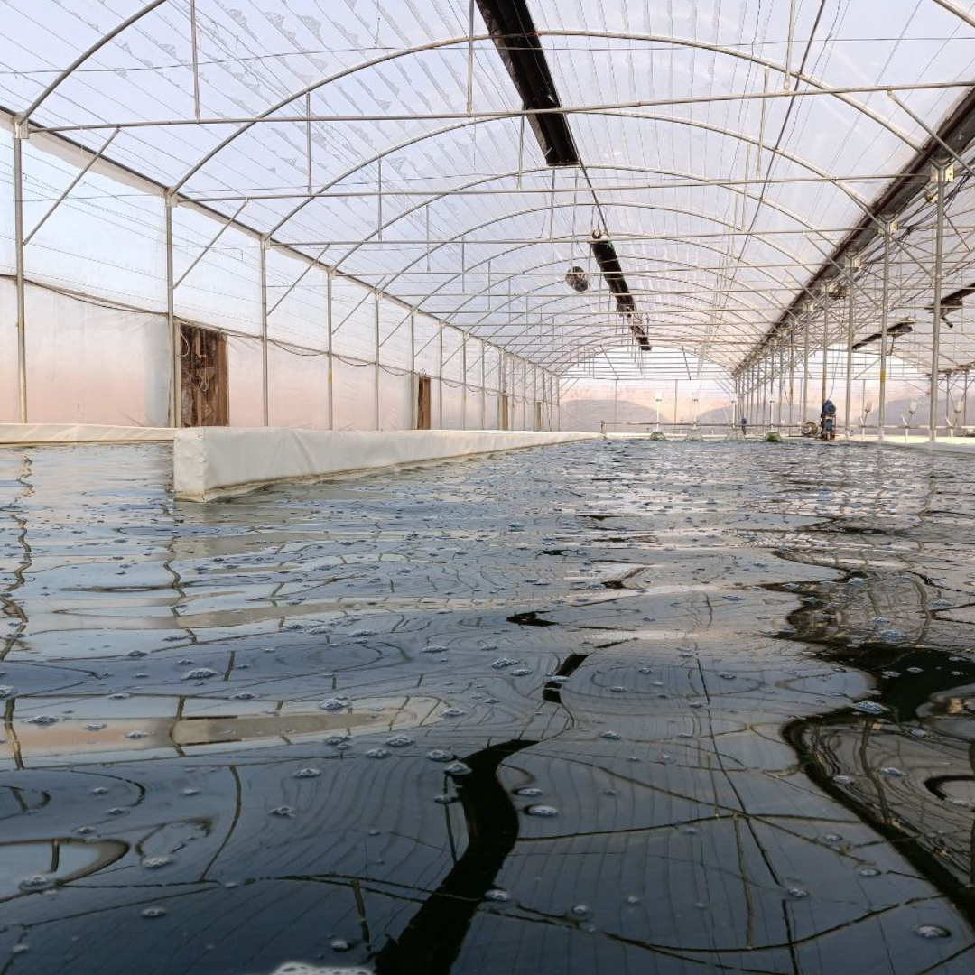 فیتواسپیرو