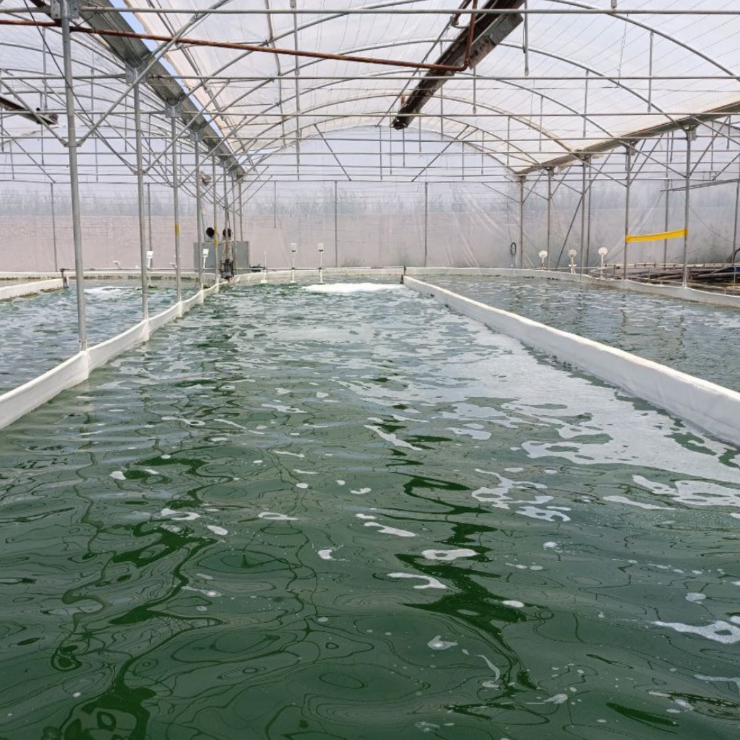 فیتواسپیرو